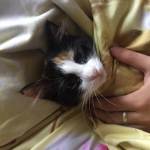 лудоманчиг