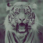 pasha.pavel.kiselev.92