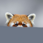 RedCoon